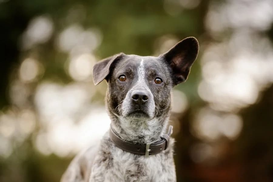 Timus, male 7yo Mixed Breed for adoption at Tierheim Leipzig, Leipzig