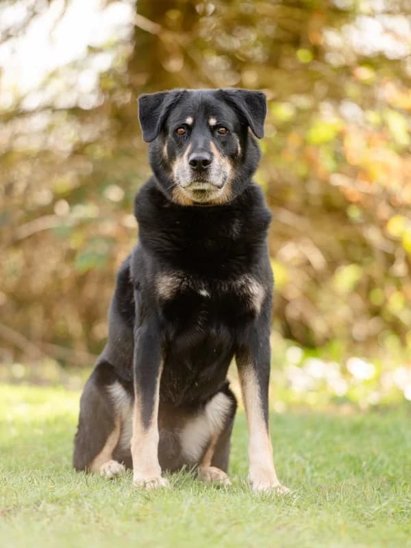 Rambo, male senior Rottweiler for adoption at Tierheim Leipzig, Leipzig