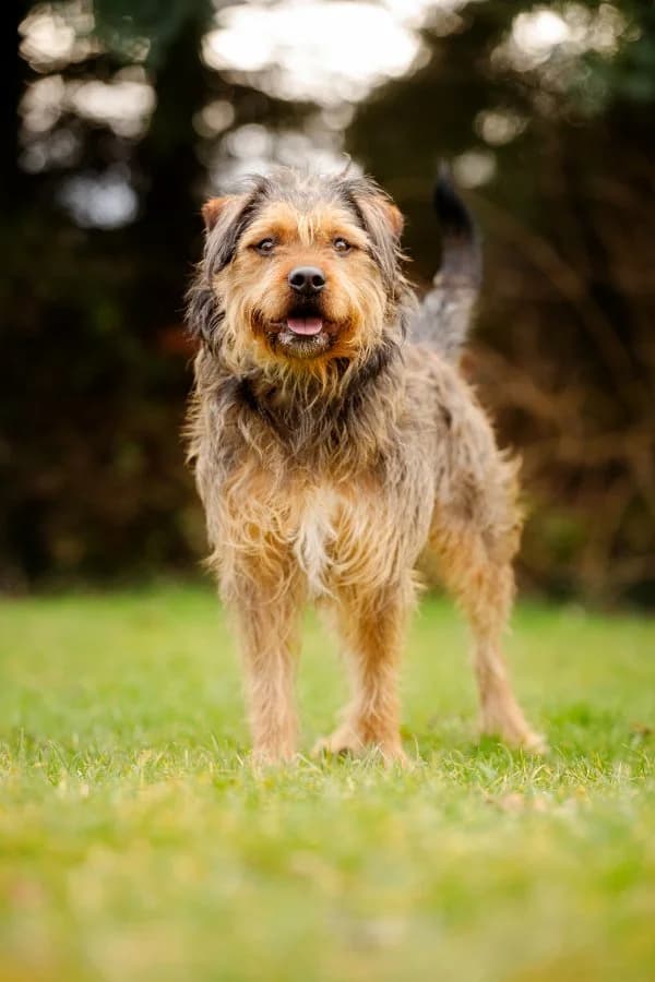Chewbacca, male 3yo Mixed Breed for adoption at Tierheim Leipzig, Leipzig