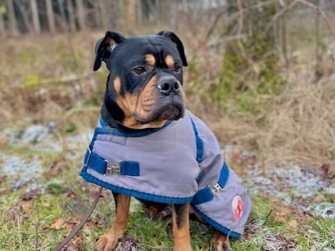 Spike, braun male 5yo English Bulldog for adoption at Tierheim Hamburg, Hamburg