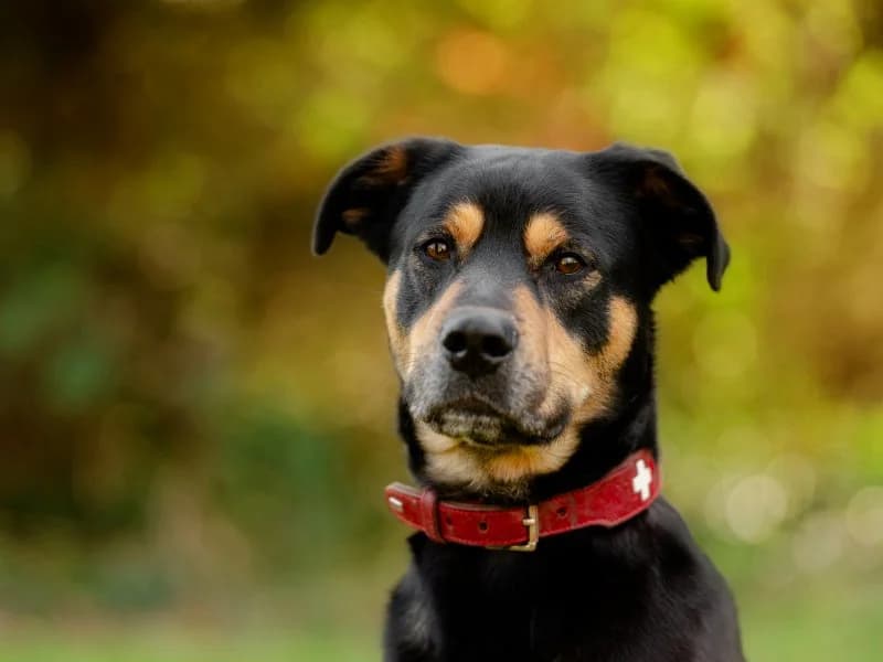 Tyson, male 5yo Mixed Breed for adoption at Tierheim Leipzig, Leipzig