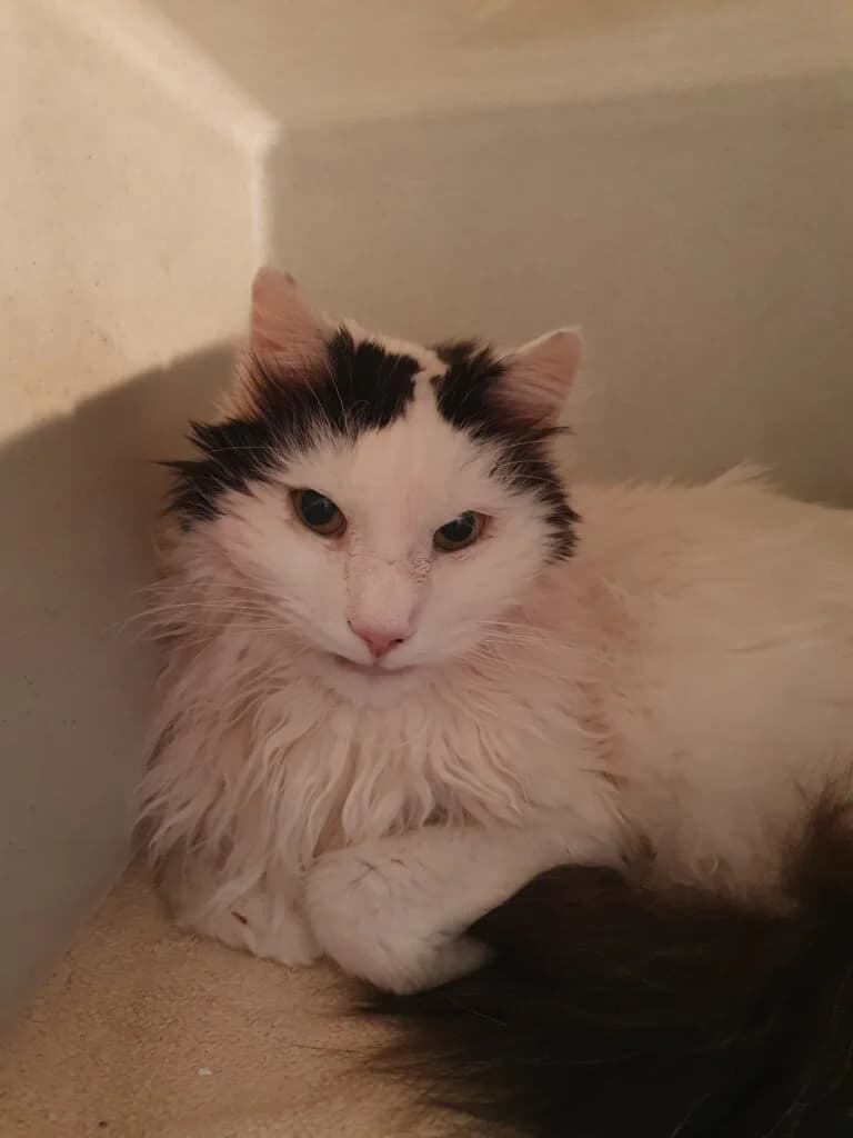 Carlos sucht ein ruhiges „Für-immer-Zuhause“ in Wohnungshaltung 🍀 - vorgemerkt