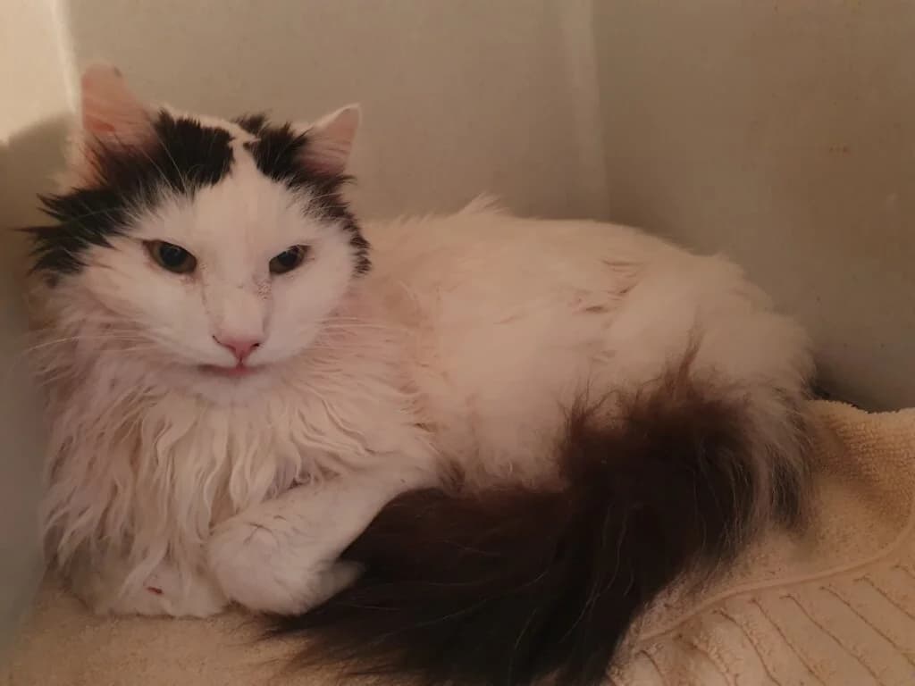 Carlos sucht ein ruhiges „Für-immer-Zuhause“ in Wohnungshaltung 🍀 - vorgemerkt photo 2