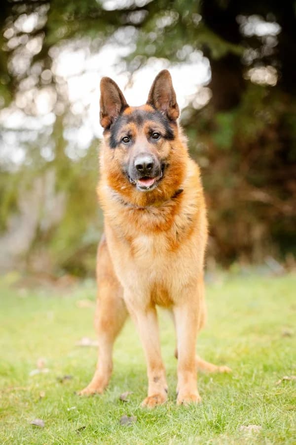 Sam, male 6yo German Shepherd for adoption at Tierheim Leipzig, Leipzig