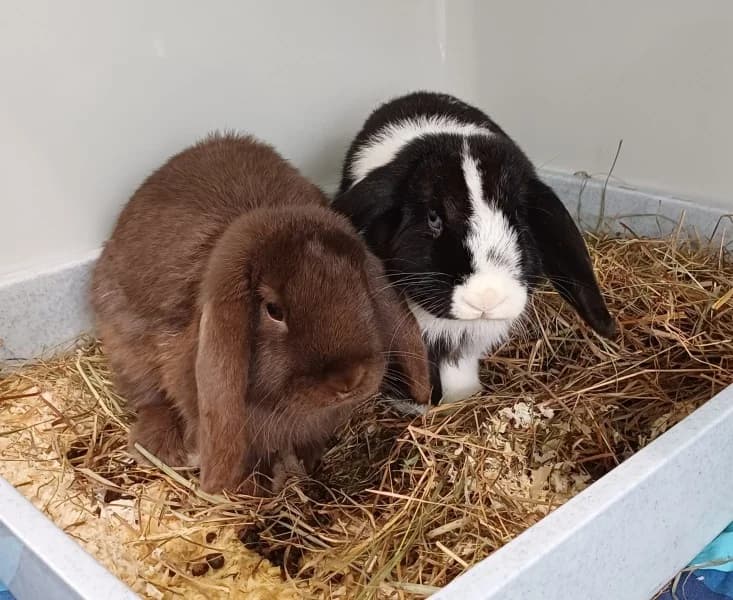 Chocolate und Oreo, male puppy mixed breed for adoption at Tierheim Stuttgart, Stuttgart