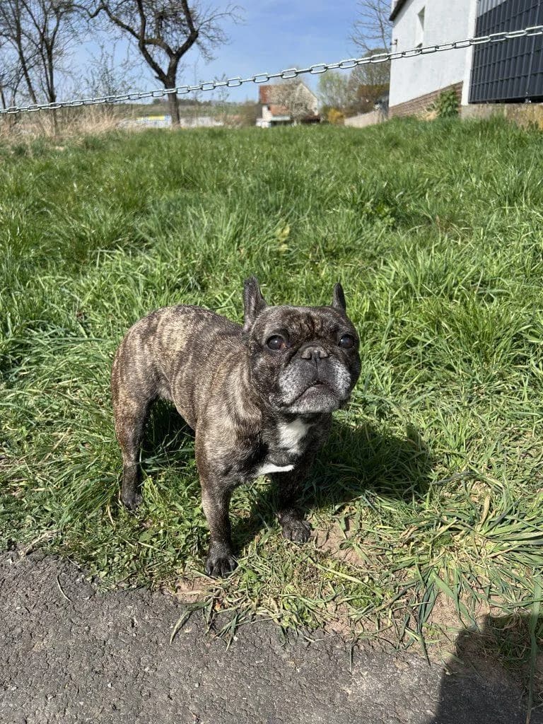 Angel, female senior French Bulldog for adoption at Tierfreunde im Fläming e.V.