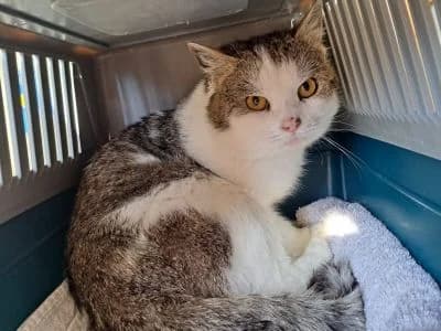 Pan, male 3yo mixed breed for adoption at Tierheim Leipzig, Leipzig