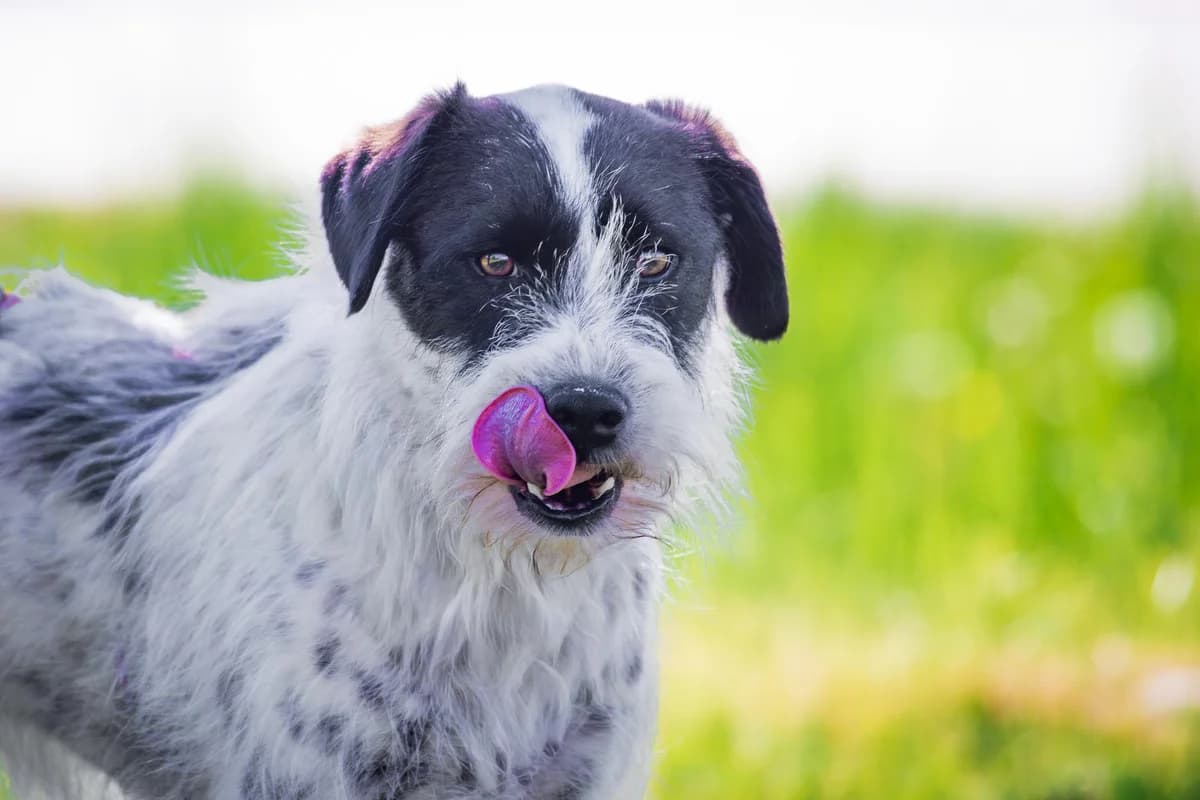 Linus, male 3yo mixed breed for adoption at Tierfreunde im Fläming e.V.