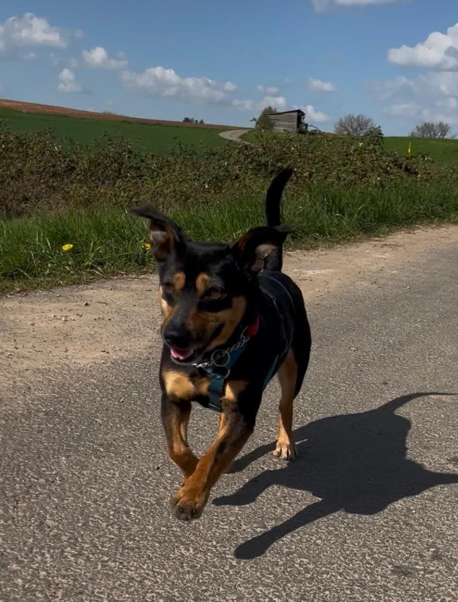 Bruno, male 3yo Dachshund for adoption at Tierfreunde im Fläming e.V.