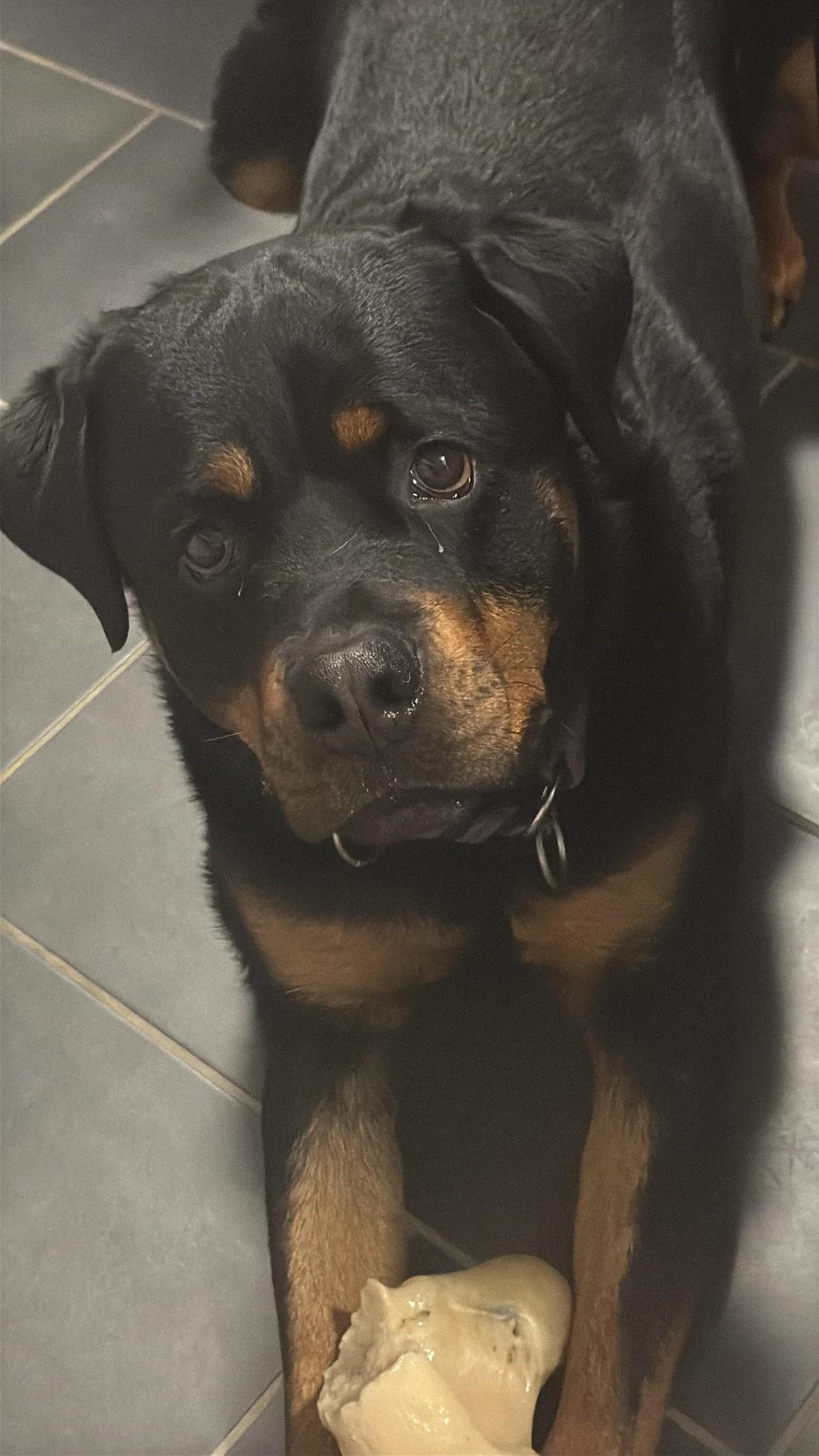 Rocko, male 3yo Rottweiler for adoption at Tierfreunde im Fläming e.V.