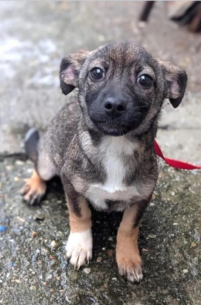 Joelle, female puppy Mixed Breed for adoption at Tierfreunde im Fläming e.V.