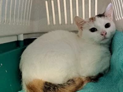 Tierheim Leipzig photo 2