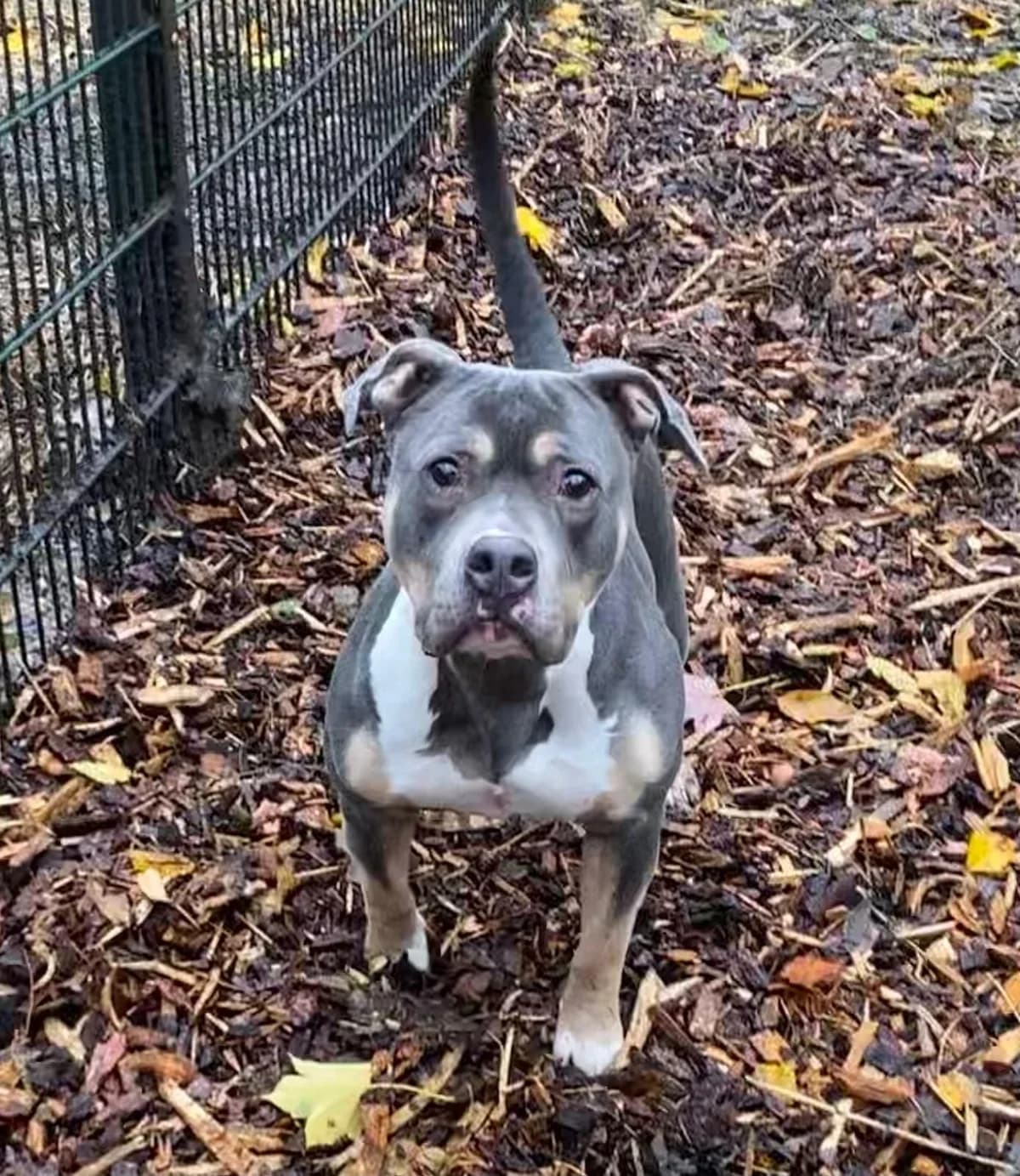 Polly, female senior mixed breed for adoption at Tierheim Osnabrück, Osnabrück