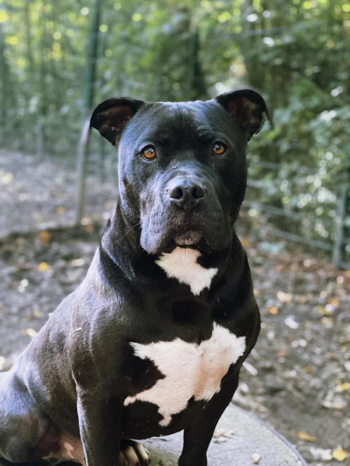 Lennox, male 6yo mixed breed for adoption at Tierheim Osnabrück, Osnabrück