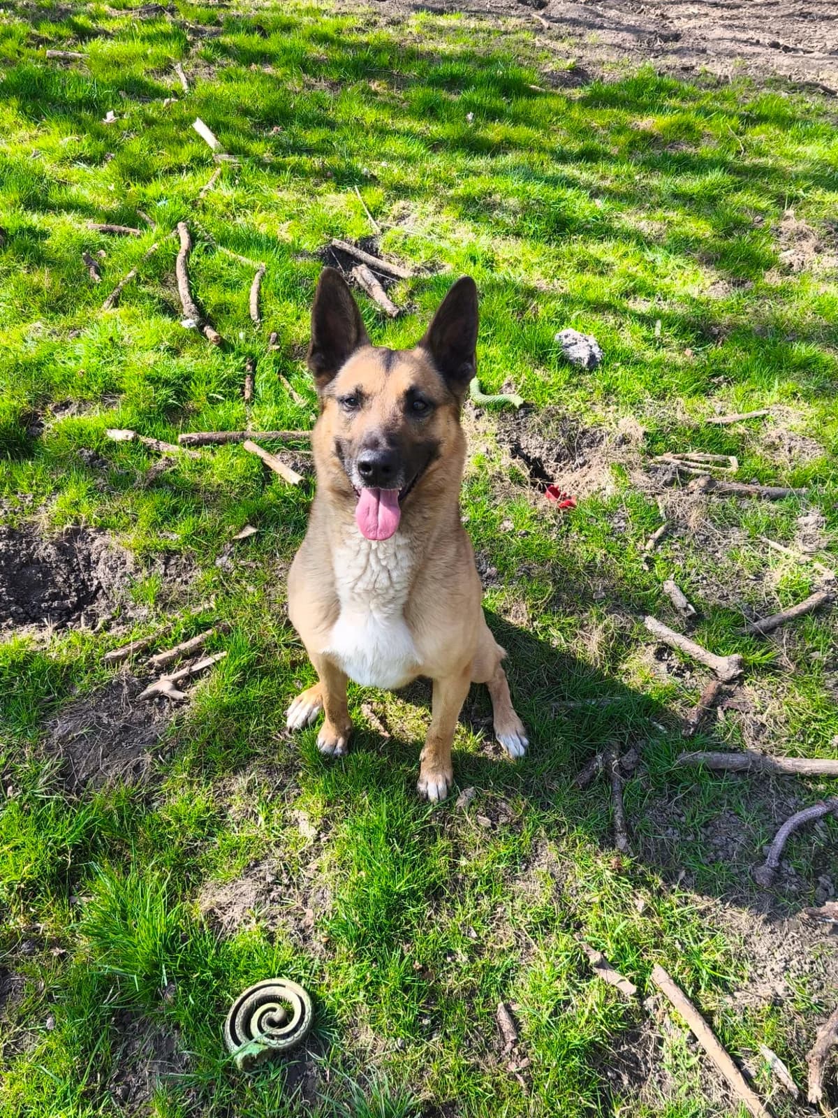 Balou, male 5yo Belgian Malinois for adoption at Tierheim Osnabrück, Osnabrück