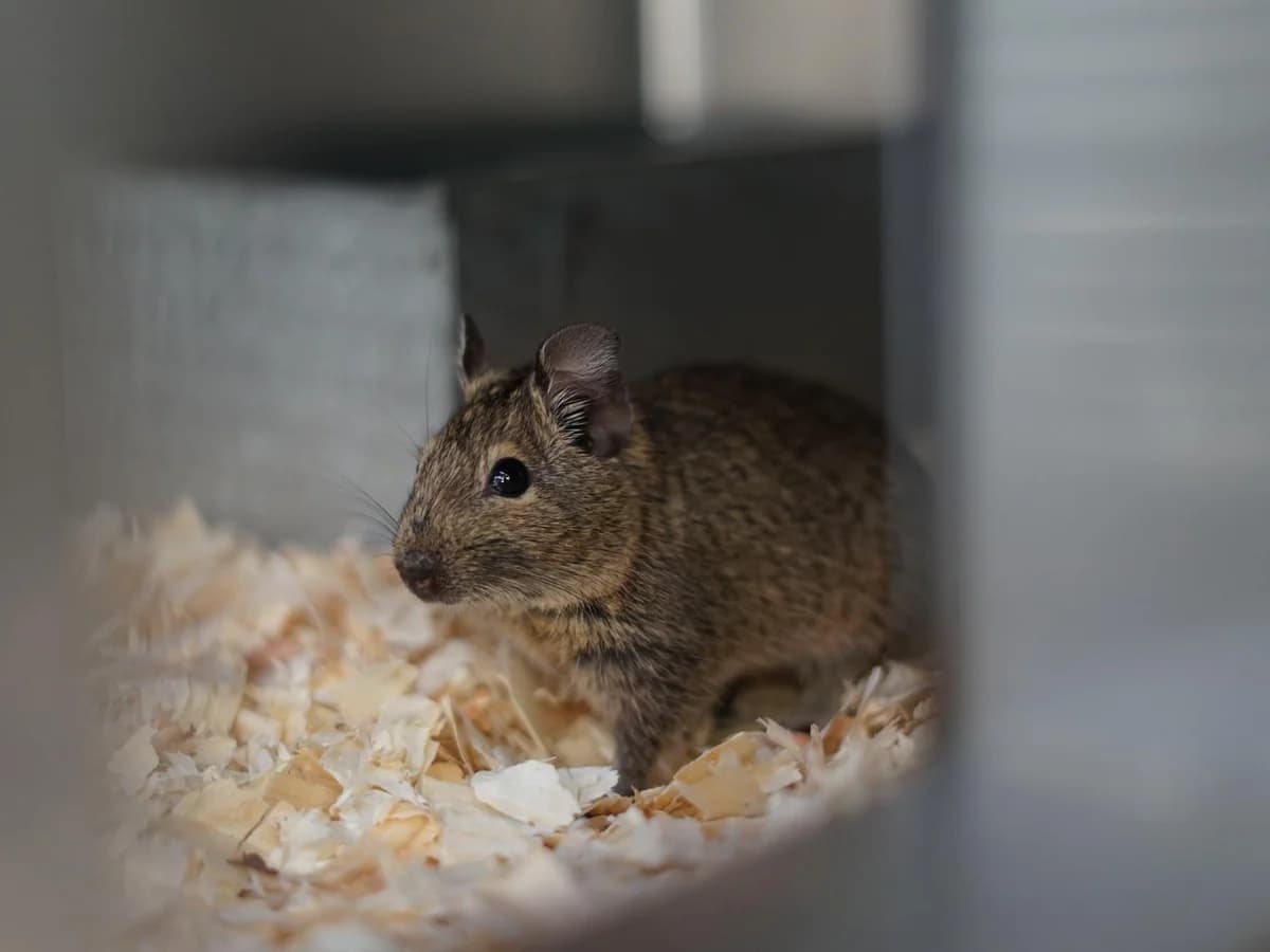 Diego, typischAlter: 02.08.2025 male Degu for adoption at Tierheim Hamburg, Hamburg