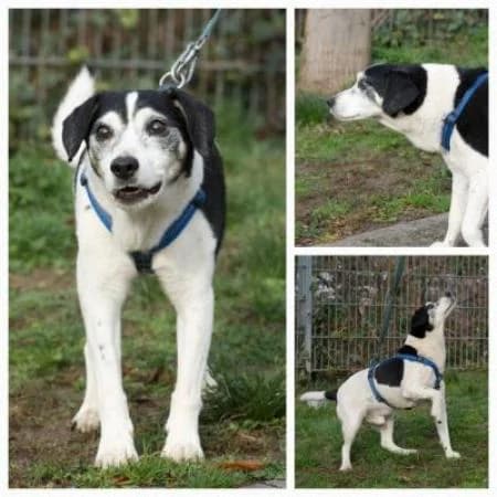 Odie, male senior Jack Russell Terrier for adoption at Tierheim Wiesbaden, Wiesbaden