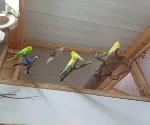 Kanarienvögel, male mixed breed for adoption at Tierheim Regensburg, Regensburg