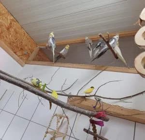 Kanarienvögel, green male mixed breed for adoption at Tierheim Regensburg, Regensburg — photo 2 of 2