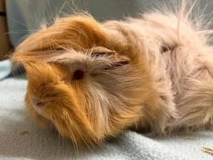 Sansa, Arya & Robb, male mixed breed for adoption at Tierheim Regensburg, Regensburg