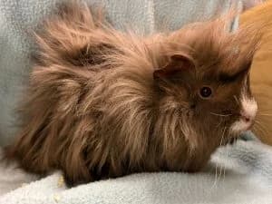 Sansa, Arya & Robb, cream male mixed breed for adoption at Tierheim Regensburg, Regensburg — photo 2 of 3