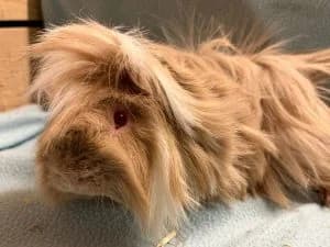 Sansa, Arya & Robb, cream male mixed breed for adoption at Tierheim Regensburg, Regensburg — photo 3 of 3