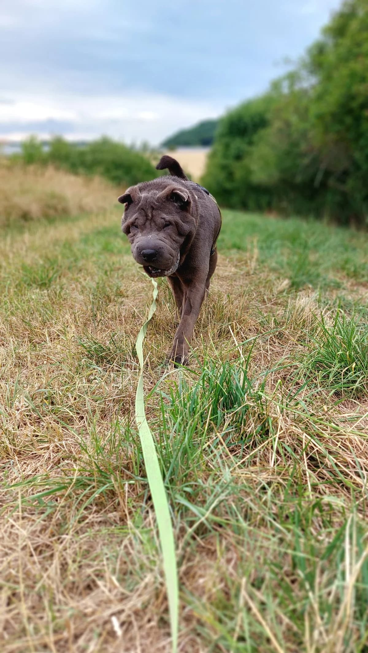 Buddy, grey male mixed breed for adoption at Tierheim Regensburg, Regensburg — photo 2 of 7
