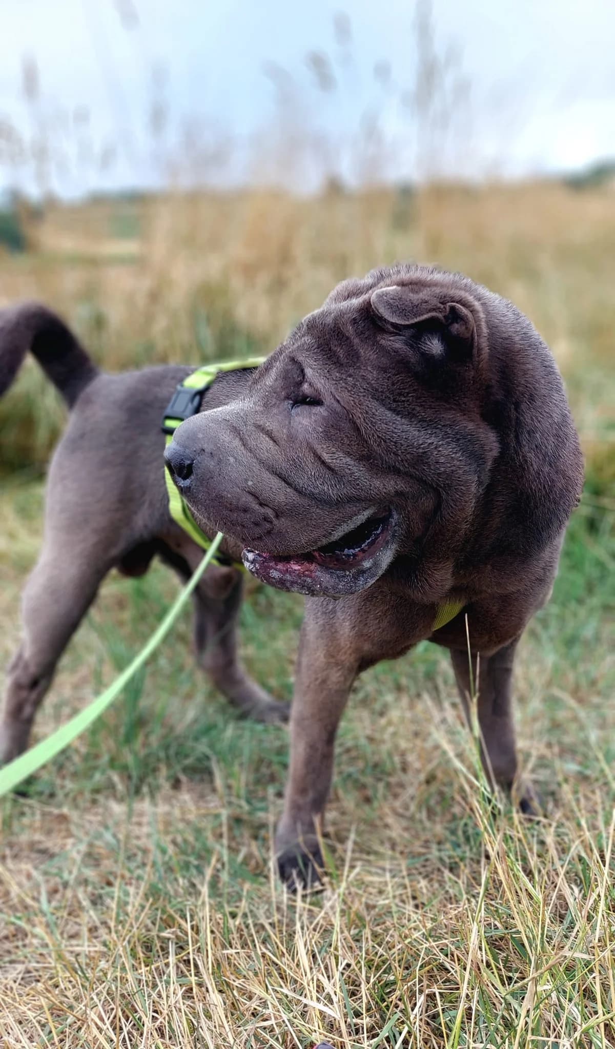 Buddy, grey male mixed breed for adoption at Tierheim Regensburg, Regensburg — photo 3 of 7