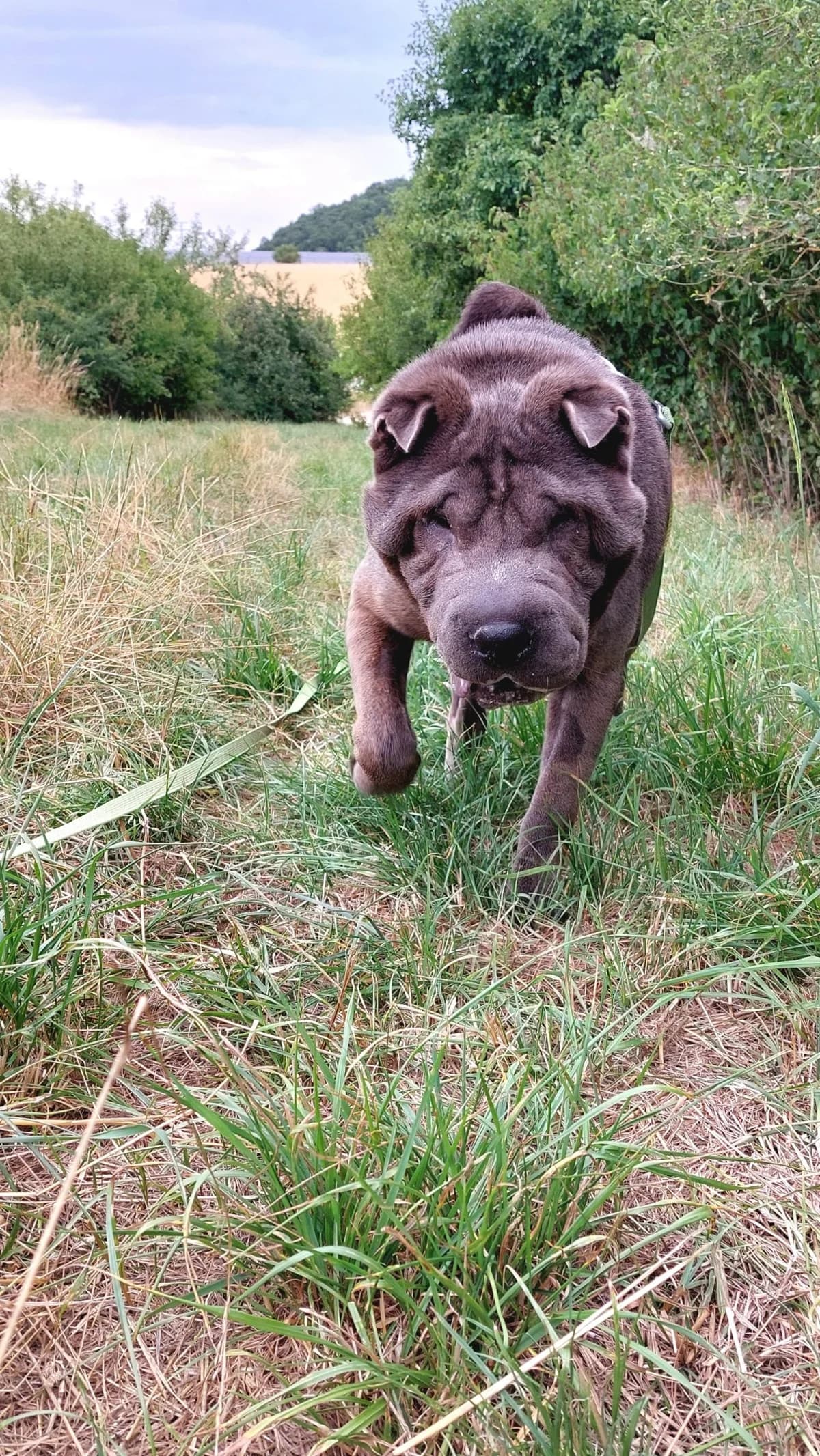 Buddy, grey male mixed breed for adoption at Tierheim Regensburg, Regensburg — photo 4 of 7
