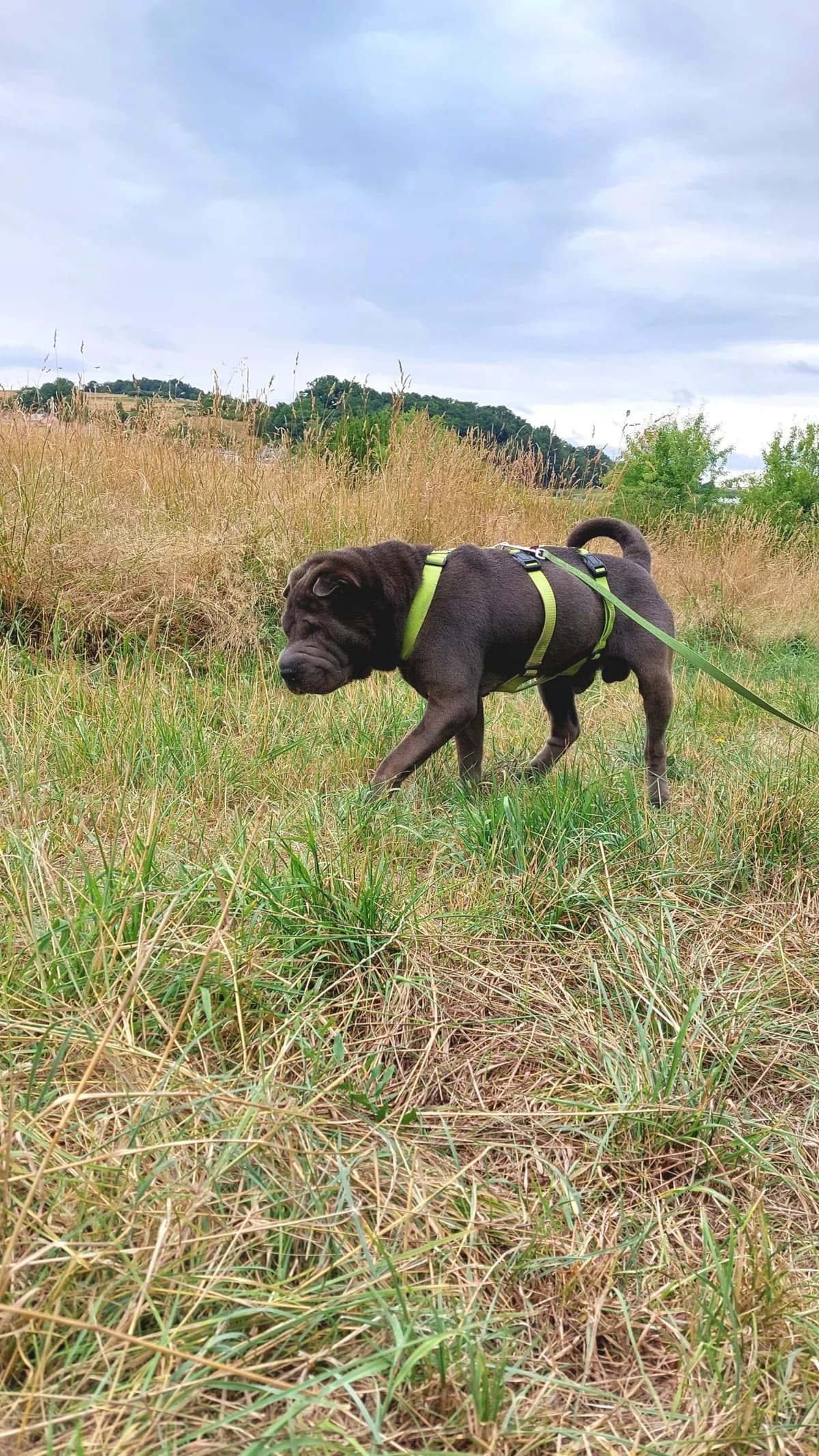Buddy, grey male mixed breed for adoption at Tierheim Regensburg, Regensburg — photo 5 of 7