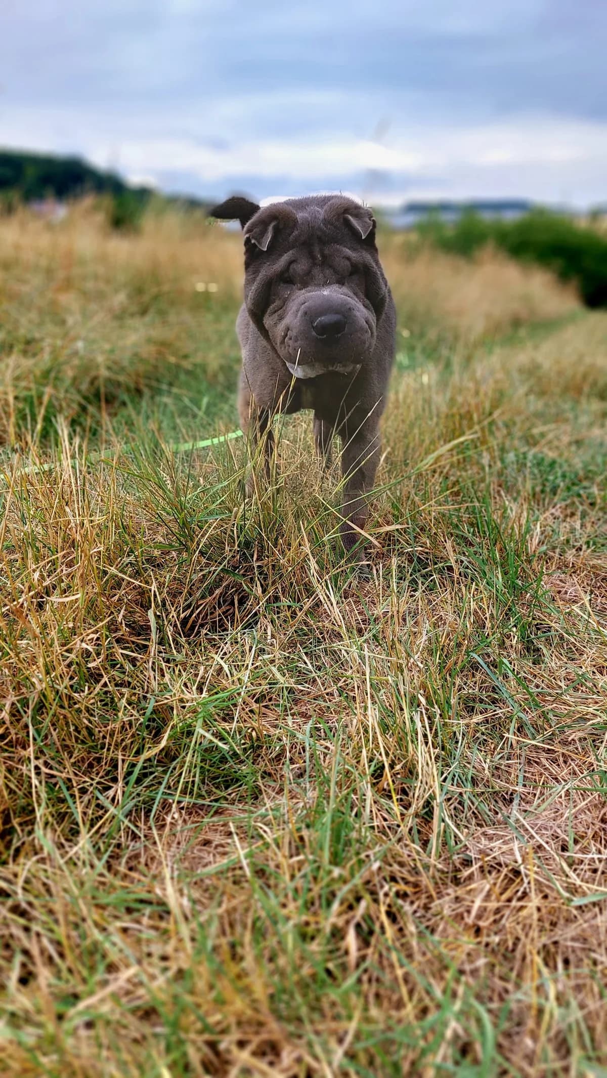 Buddy, grey male mixed breed for adoption at Tierheim Regensburg, Regensburg — photo 6 of 7