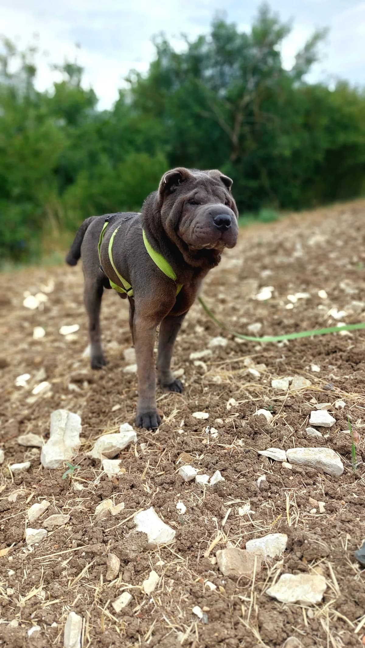 Buddy, grey male mixed breed for adoption at Tierheim Regensburg, Regensburg — photo 7 of 7
