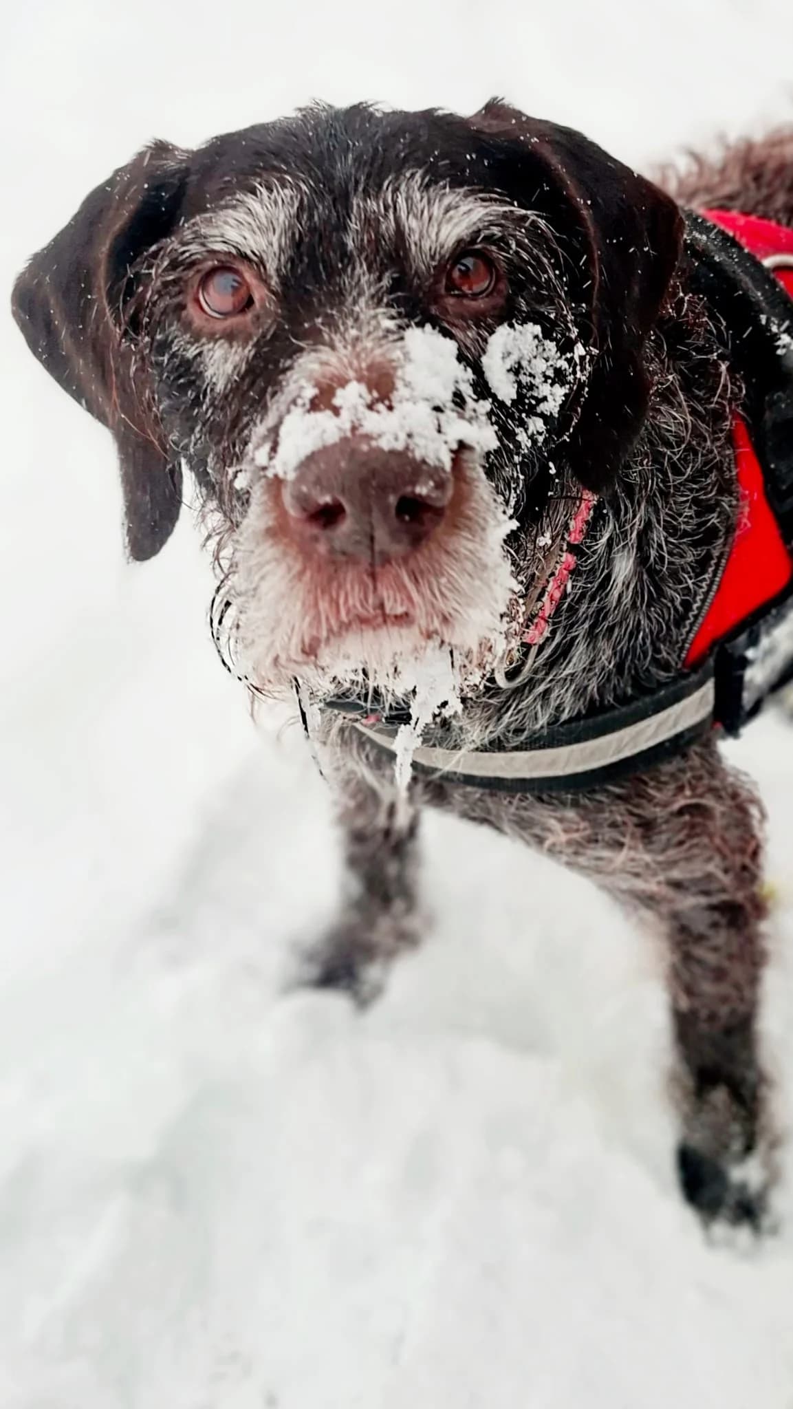 Kathi, female mixed breed for adoption at Tierheim Regensburg, Regensburg