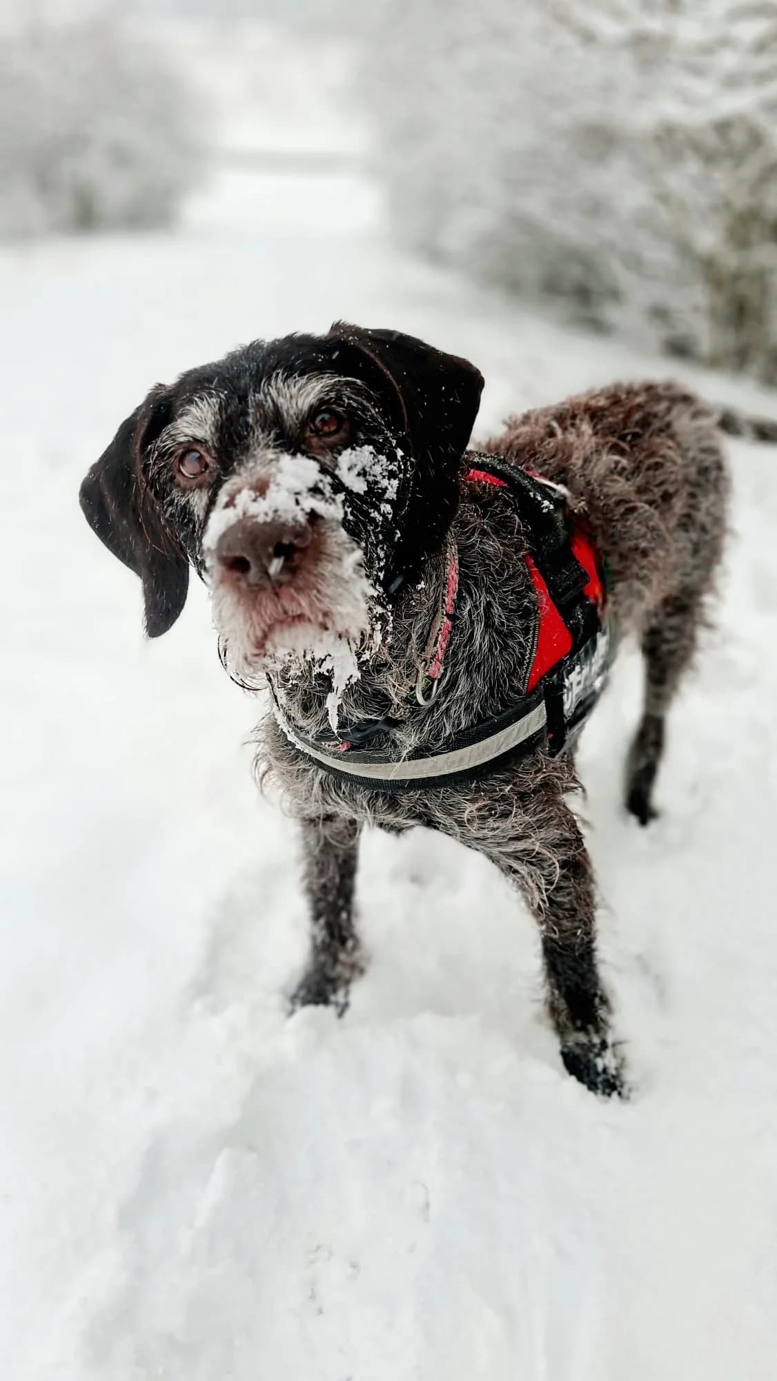 Kathi, black female mixed breed for adoption at Tierheim Regensburg, Regensburg — photo 2 of 7