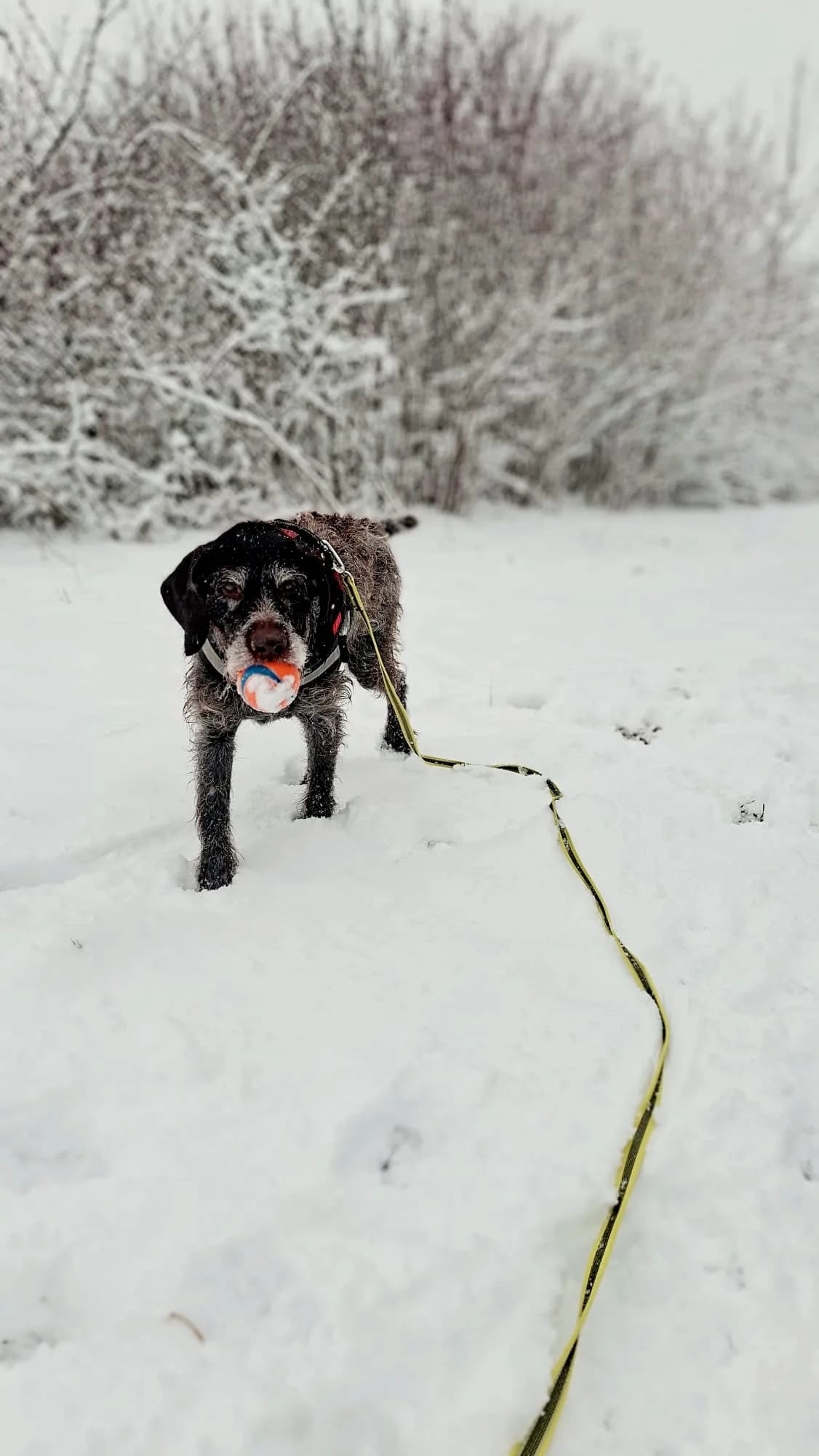 Kathi, black female mixed breed for adoption at Tierheim Regensburg, Regensburg — photo 3 of 7