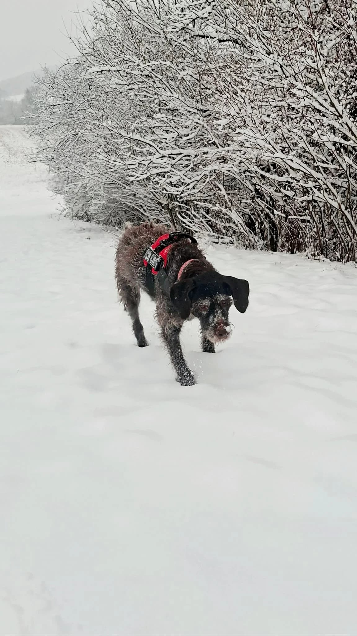 Kathi, black female mixed breed for adoption at Tierheim Regensburg, Regensburg — photo 4 of 7