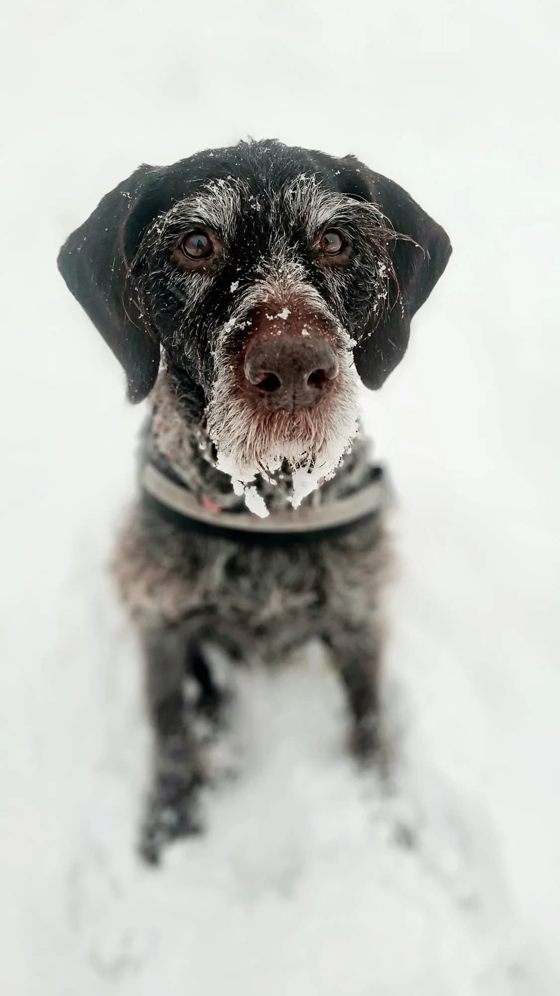 Kathi, black female mixed breed for adoption at Tierheim Regensburg, Regensburg — photo 5 of 7