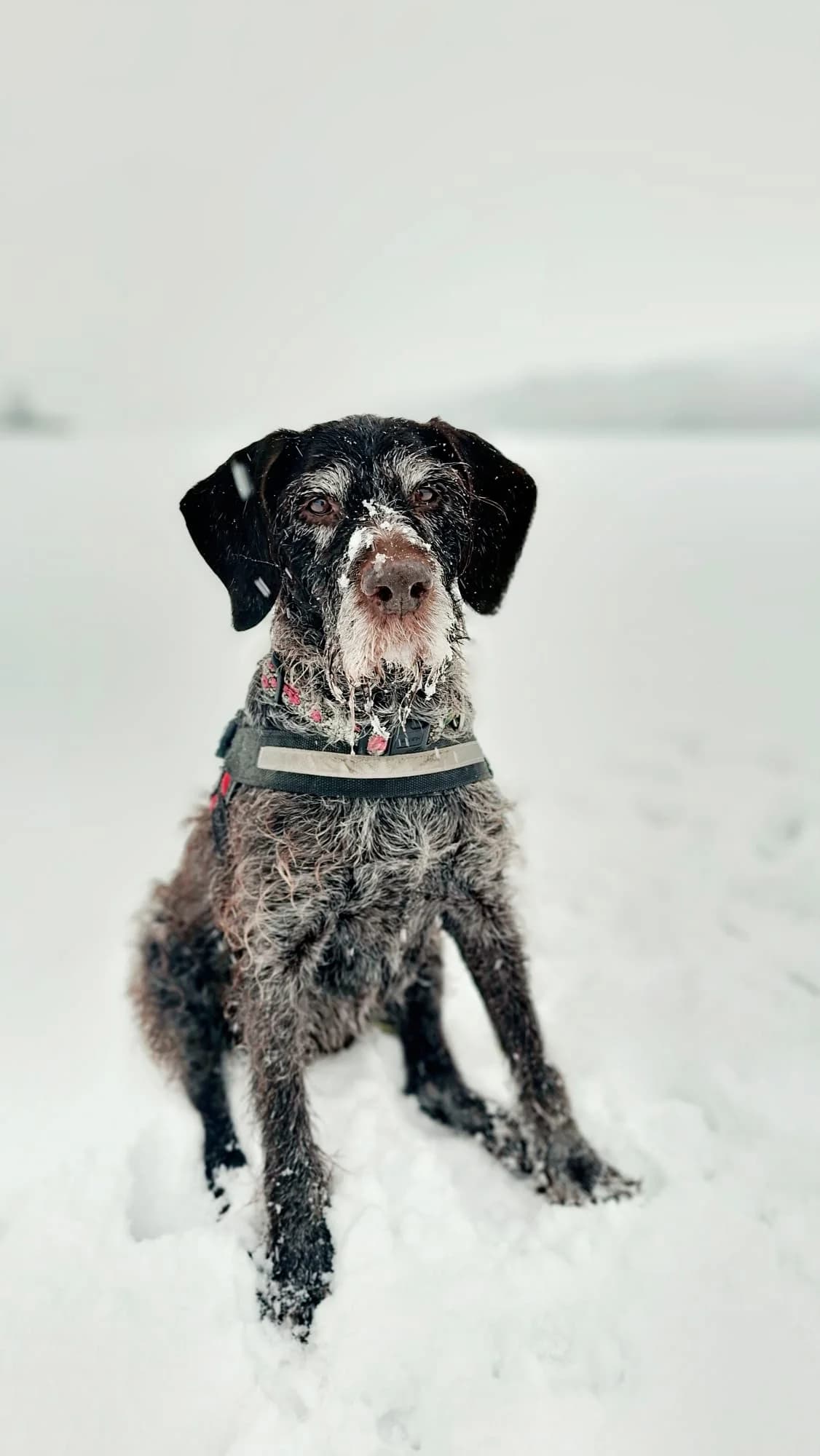 Kathi, black female mixed breed for adoption at Tierheim Regensburg, Regensburg — photo 6 of 7