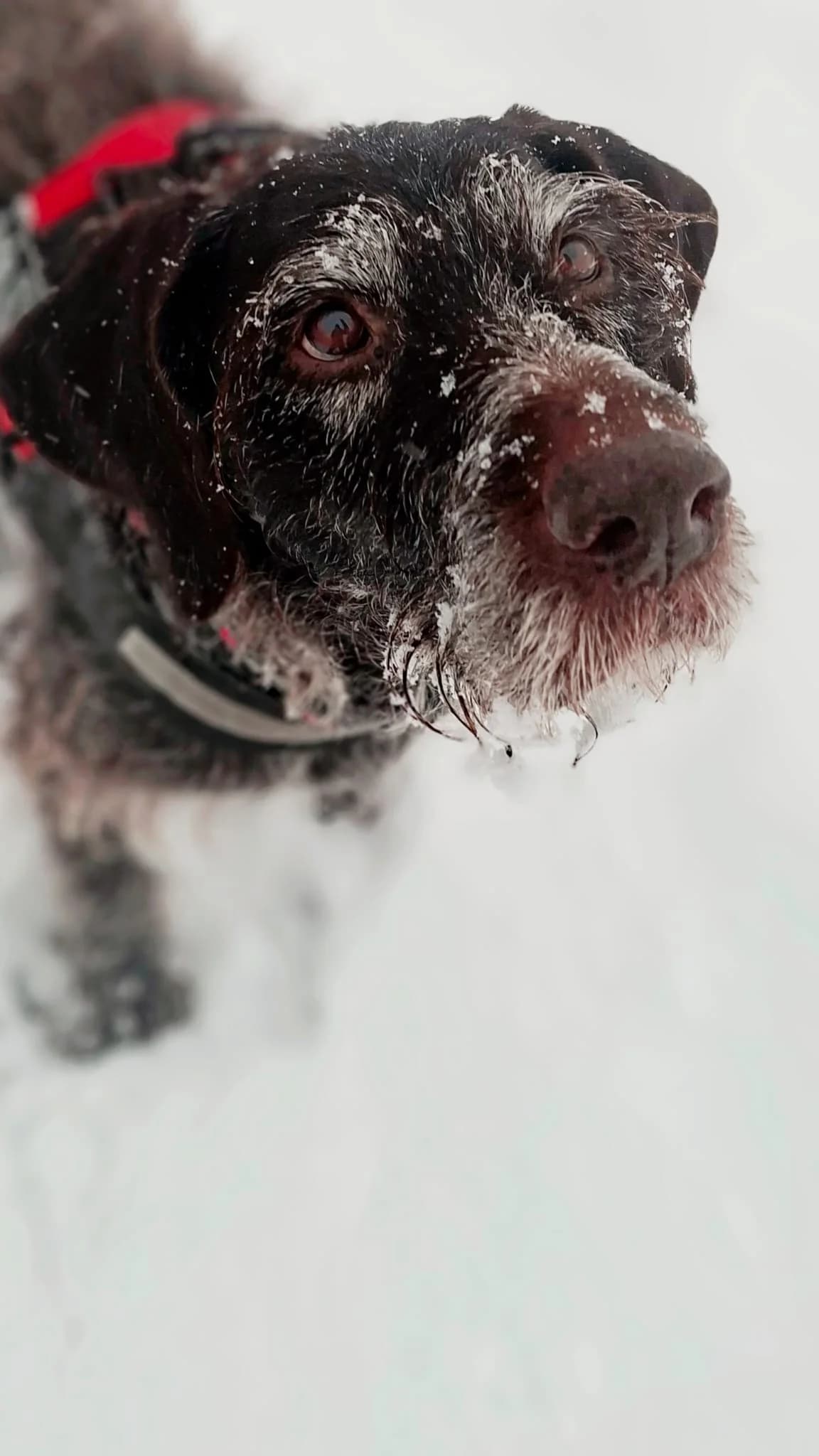 Kathi, black female mixed breed for adoption at Tierheim Regensburg, Regensburg — photo 7 of 7