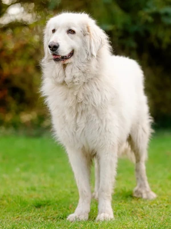 Knut, male 4yo mixed breed for adoption at Tierheim Leipzig, Leipzig