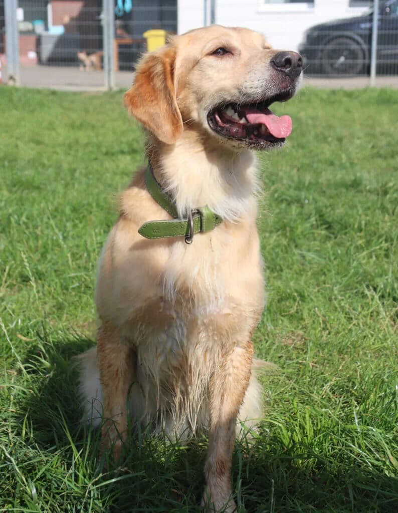 Morty - Goldener Wirbelwind sucht erfahrenes Zuhause, golden male 3yo Golden Retriever for adoption at Tierheim Düsseldorf, Düsseldorf