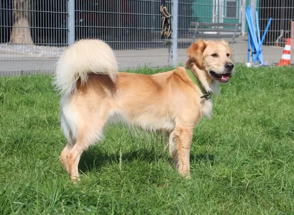 Morty - Goldener Wirbelwind sucht erfahrenes Zuhause photo 2