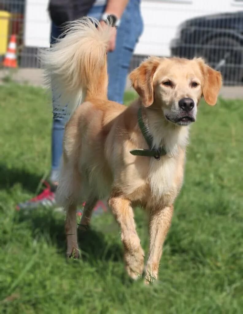 Morty - Goldener Wirbelwind sucht erfahrenes Zuhause photo 3