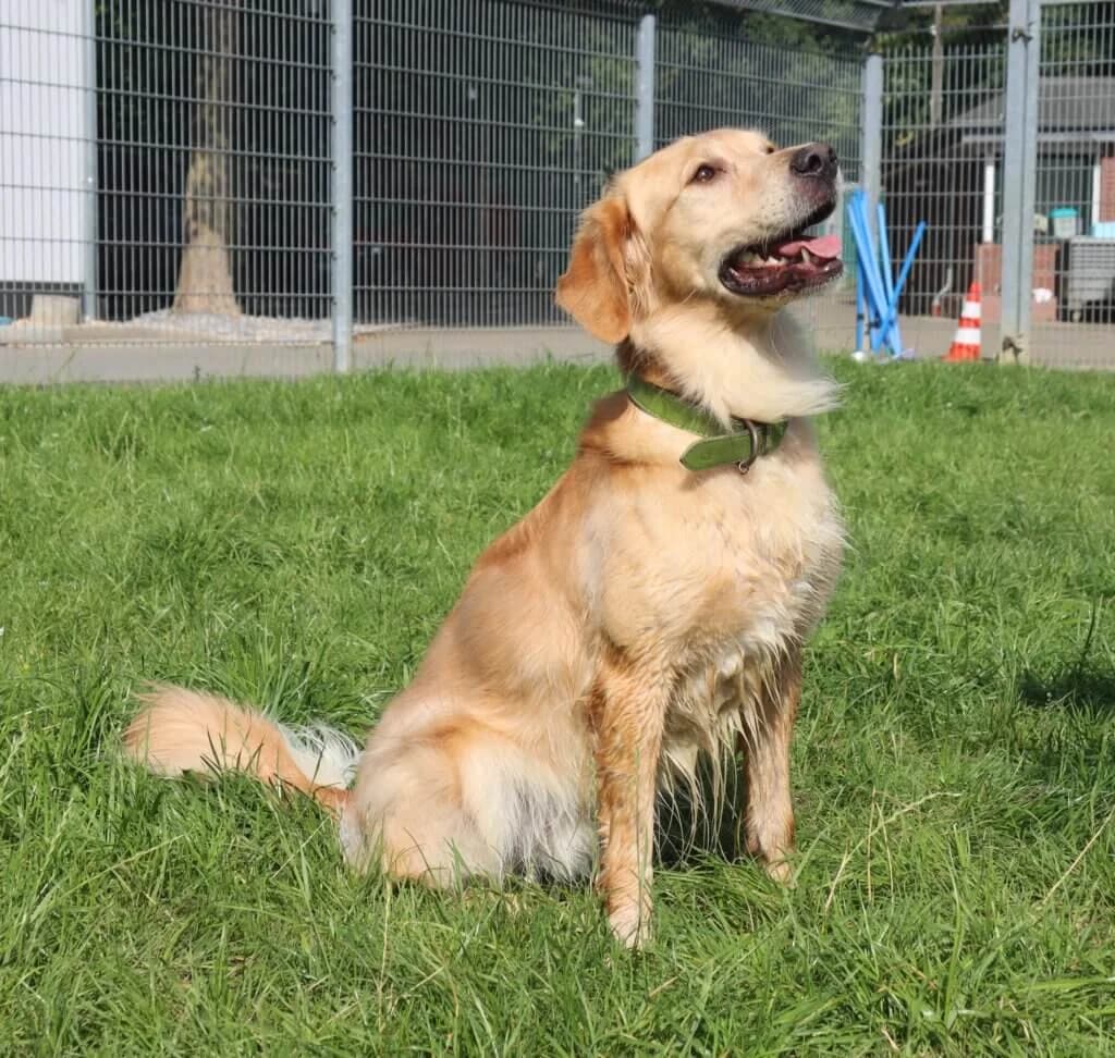 Morty - Goldener Wirbelwind sucht erfahrenes Zuhause photo 4