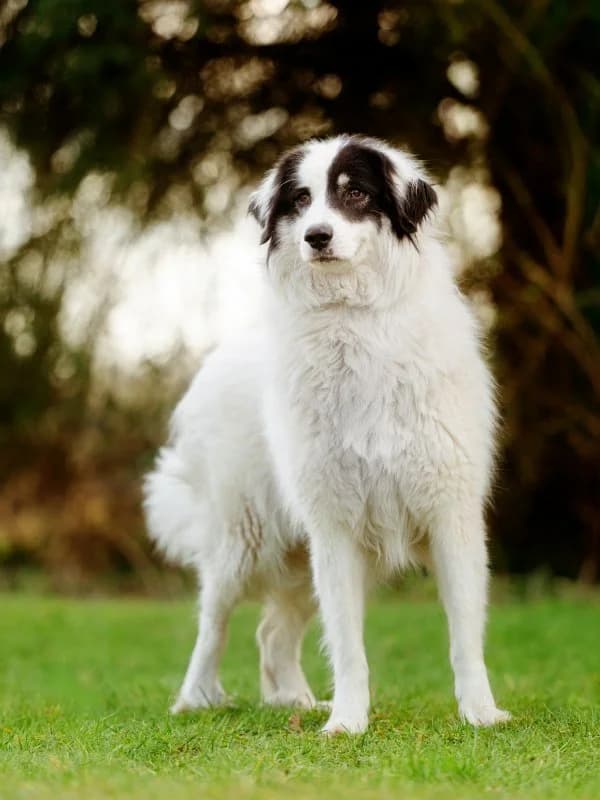 Buffy, female 4yo mixed breed for adoption at Tierheim Leipzig, Leipzig
