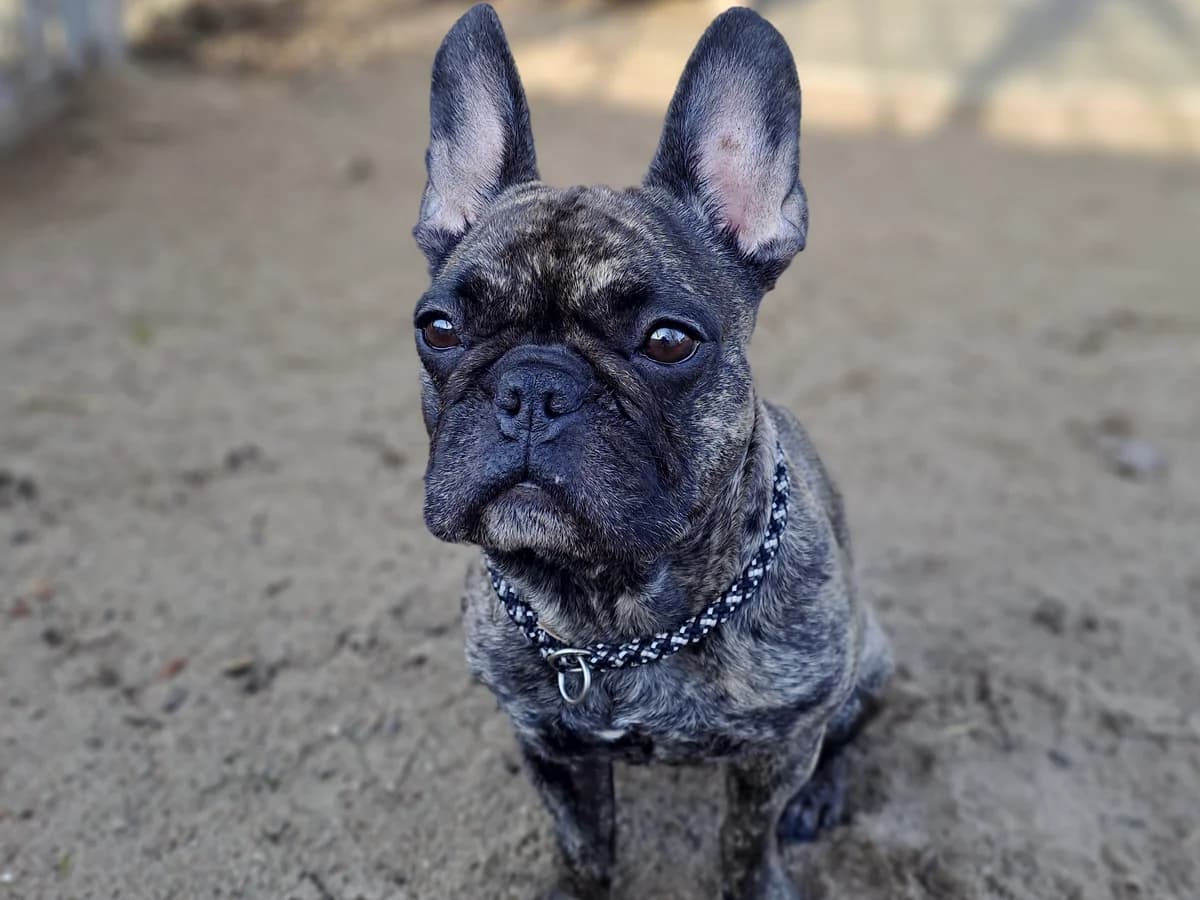 Caja, gestromt female senior French Bulldog for adoption at Tierheim Hamburg, Hamburg