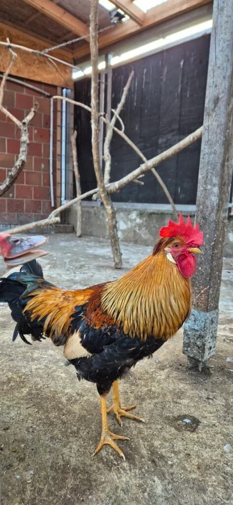 Junghahn Hans-Hanz, selbstbewusster Hahn mit großen Plänen