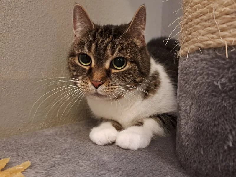 Tierheim Leipzig photo 2