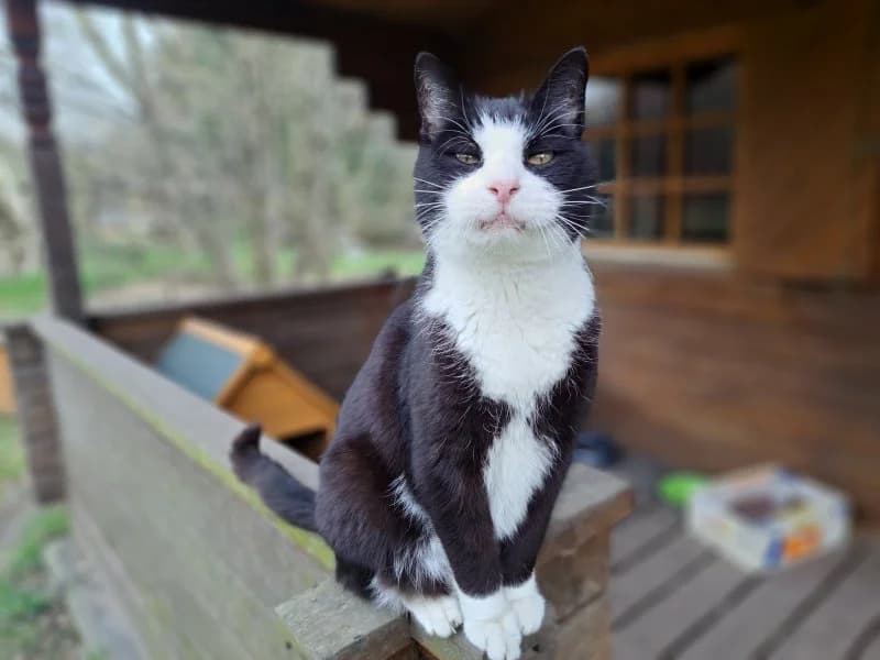 Spike, male senior mixed breed for adoption at Tierheim Leipzig, Leipzig