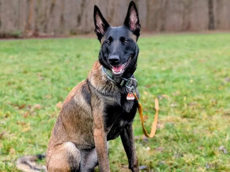 Tierheim Leipzig photo 2